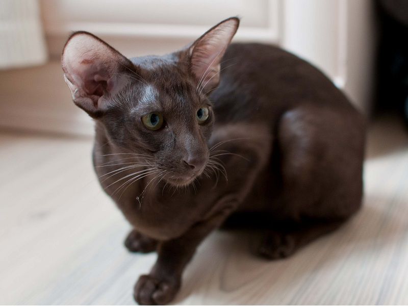 Oriental Shorthair price range. Oriental Shorthair kittens for sale cost