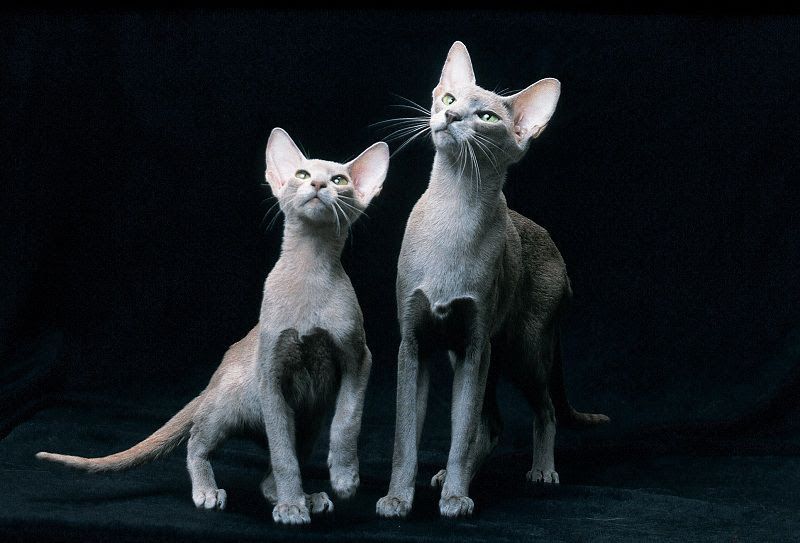 Oriental Shorthair price range. Oriental Shorthair kittens for sale cost