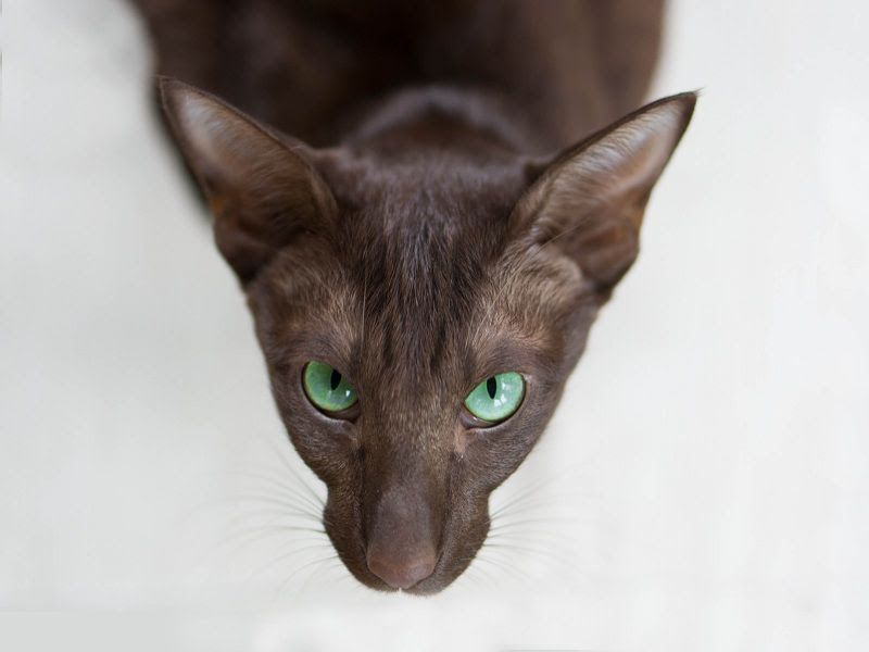 Oriental Shorthair price range. Oriental Shorthair kittens for sale cost