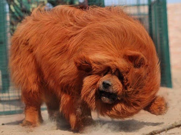 Tibetan Mastiff price range. How much does a Tibetan Mastiff puppy cost?