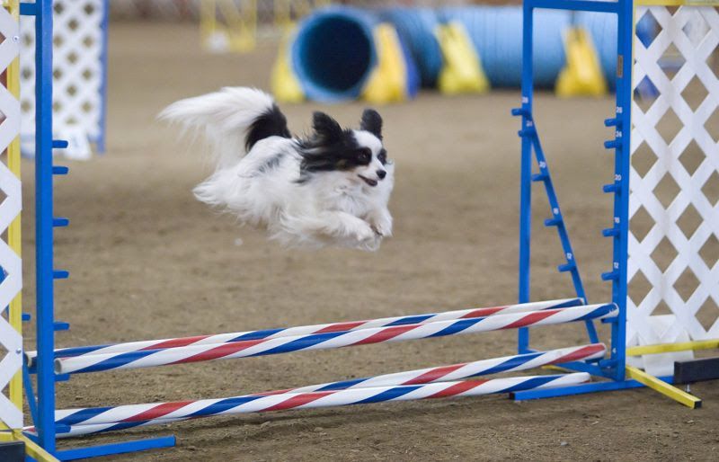 Papillon dog price range. Papillon Puppies for Sale cost. Pappilon breeders