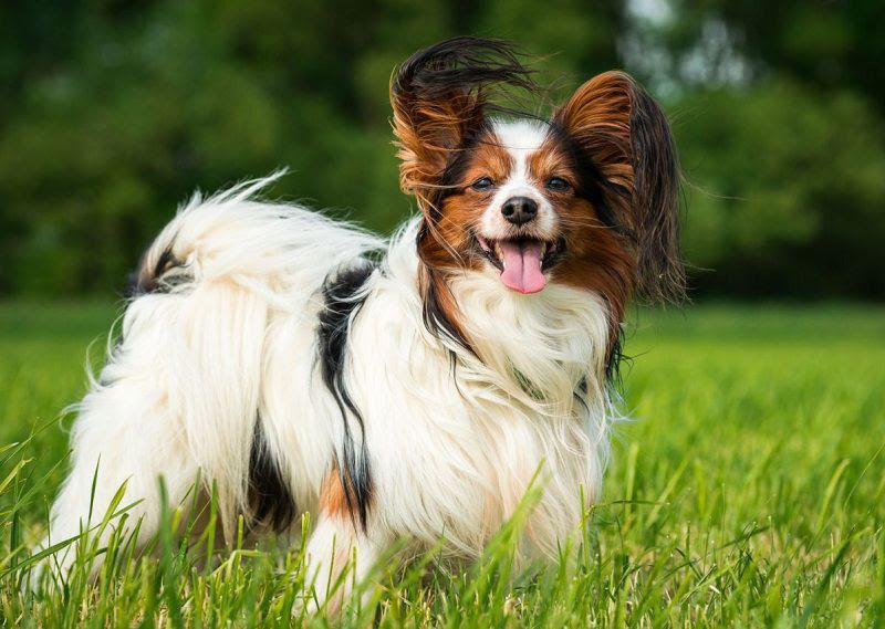 Papillon dog price range. Papillon Puppies for Sale cost. Pappilon breeders