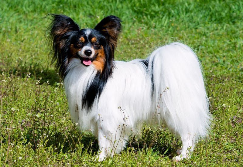 Papillon dog price range. Papillon Puppies for Sale cost. Pappilon breeders