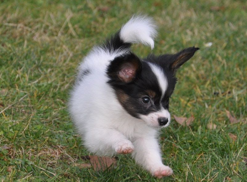 Papillon dog price range. Papillon Puppies for Sale cost. Pappilon breeders