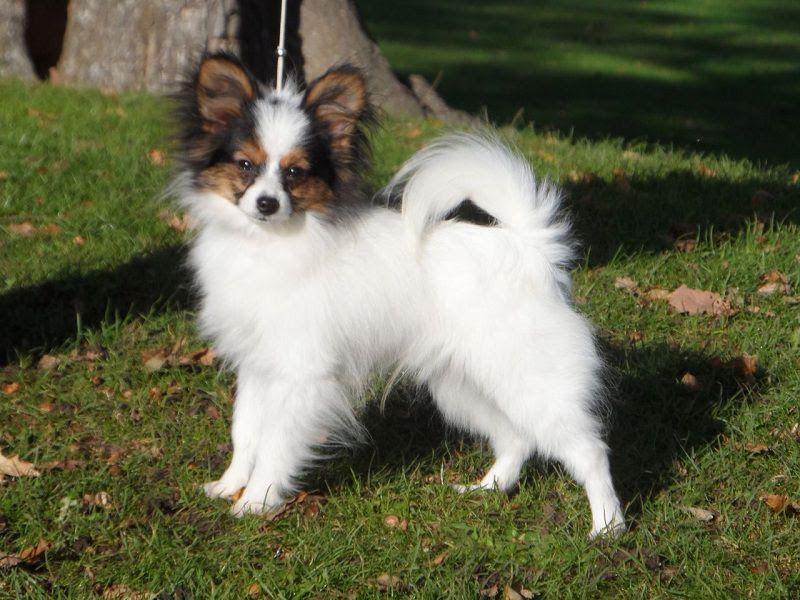 Papillon dog price range. Papillon Puppies for Sale cost. Pappilon breeders