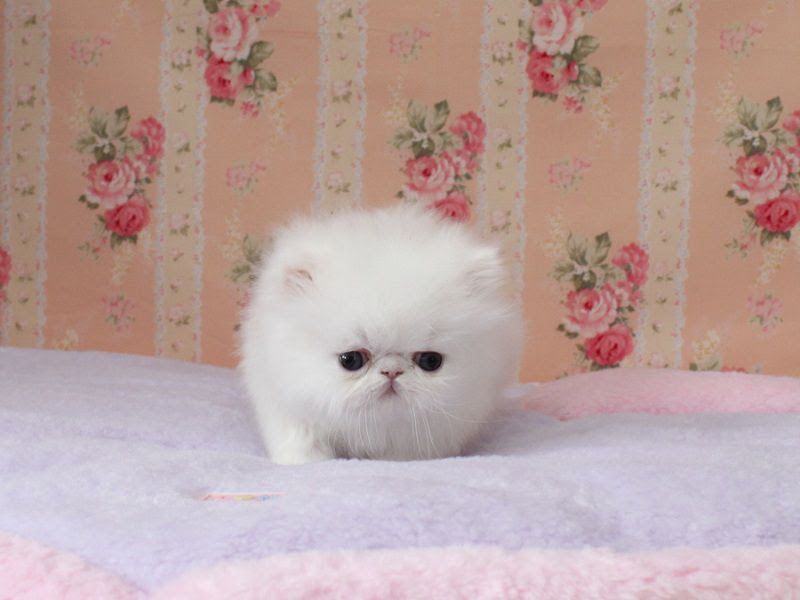Persian cat price range. Persian kittens for sale cost & Where to buy?