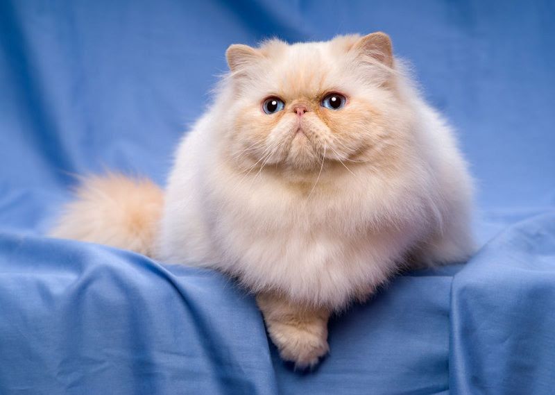 Persian cat price range. Persian kittens for sale cost & Where to buy?