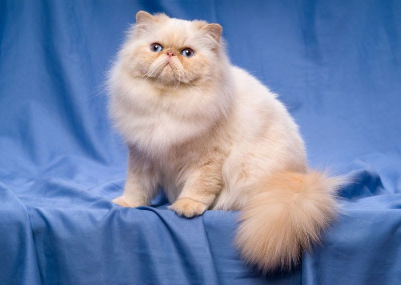 Persian cat price range. Persian kittens for sale cost & Where to buy?