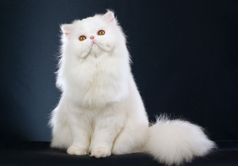 Persian cat price range. Persian kittens for sale cost & Where to buy?