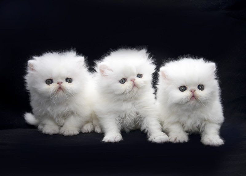 Persian cat price range. Persian kittens for sale cost & Where to buy?