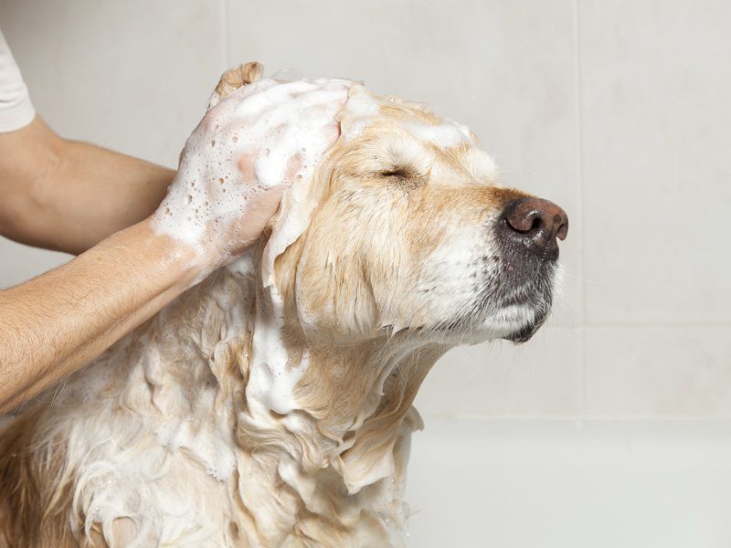 Pet Care 101: How To Avoid Fleas On Dogs