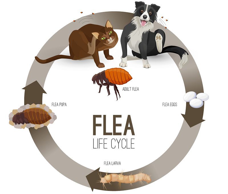 Pet Care 101: How To Avoid Fleas On Dogs