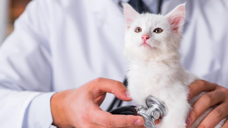 Pet insurance: How important is it to insure a cat?