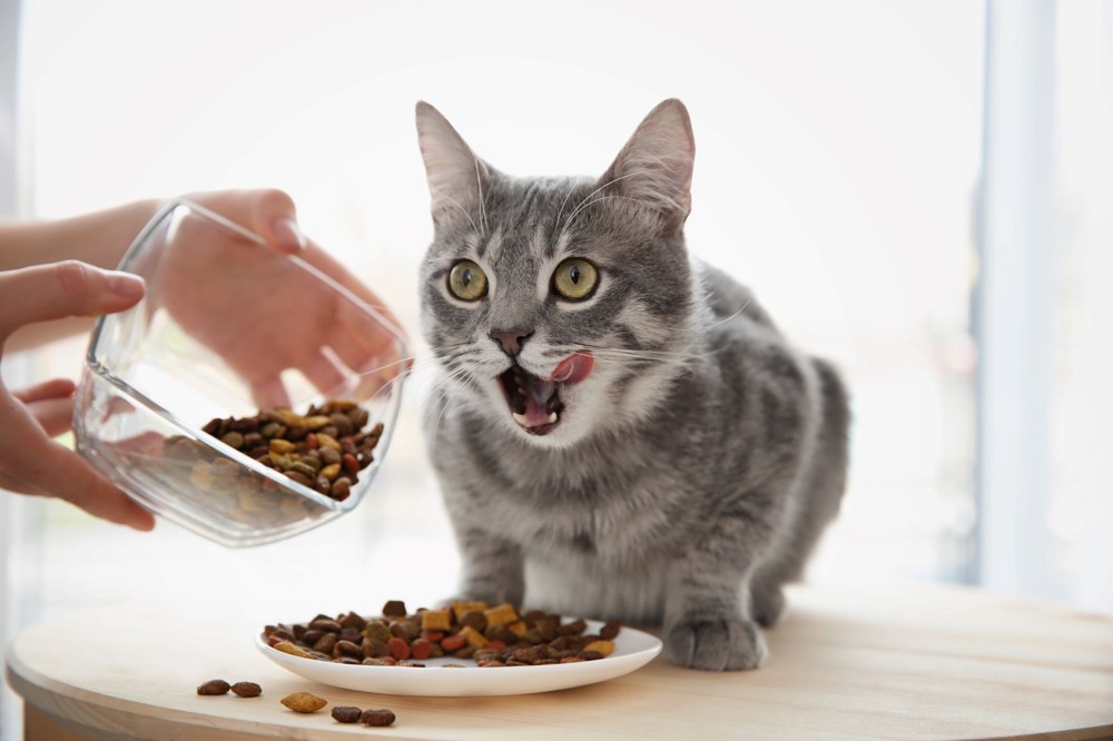 Pet Nutrition 101: What Vitamins Cats Need To Stay Healthy