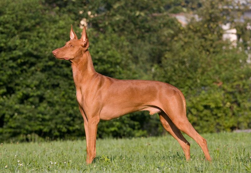 Pharaoh Hound price range. How much does a Pharaoh Hound puppy cost?