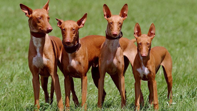 Pharaoh Hound price range. Pharaoh Hound puppies for sale cost?