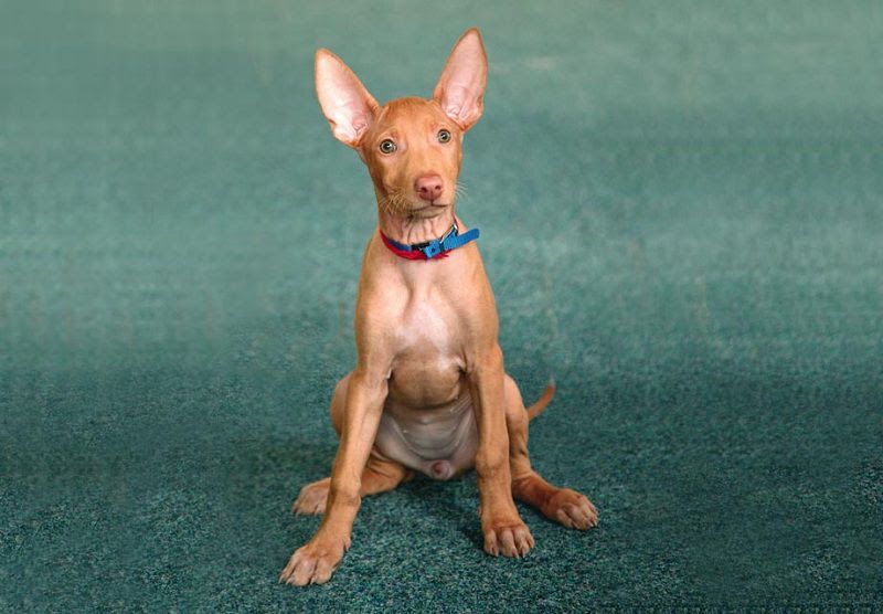 Pharaoh Hound price range. Pharaoh Hound puppies for sale cost?