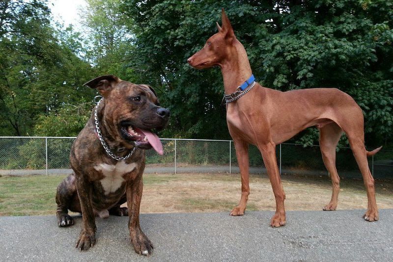 Pharaoh Hound price range. Pharaoh Hound puppies for sale cost?