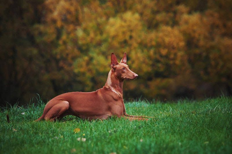 Pharaoh Hound price range. Pharaoh Hound puppies for sale cost?