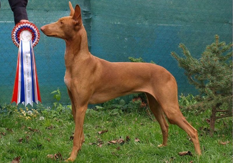 Pharaoh Hound price range. Pharaoh Hound puppies for sale cost?