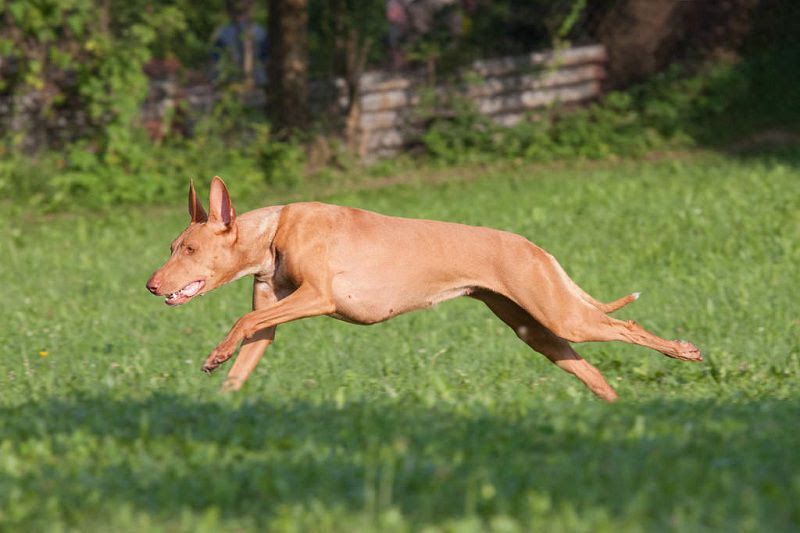 Pharaoh Hound price range. Pharaoh Hound puppies for sale cost?