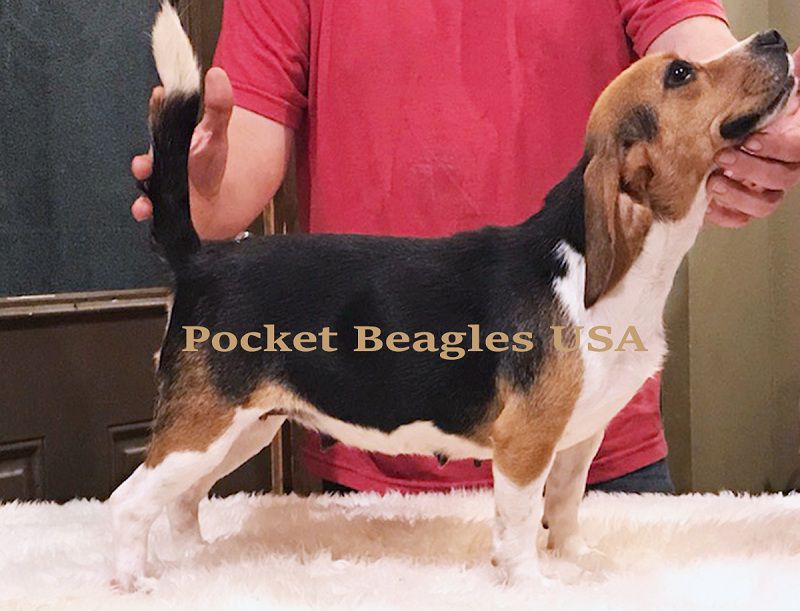 Pocket Beagles - Beagle Breeder in Quitman, Texas