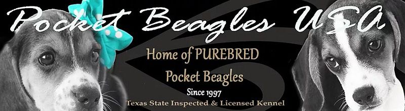 Pocket Beagles - Beagle Breeder in Quitman, Texas