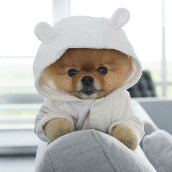 [Images] The Cutest & Fluffiest Pomeranian Boo Images