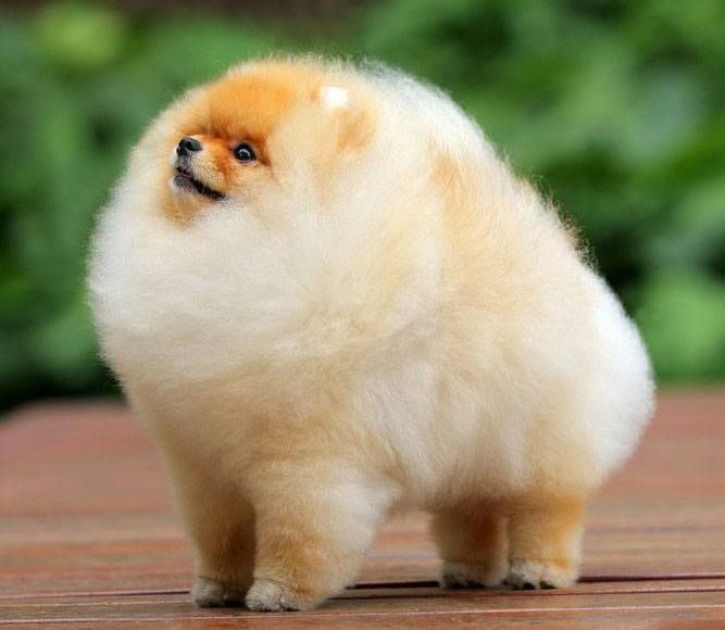 [Images] The Cutest & Fluffiest Pomeranian Boo Images