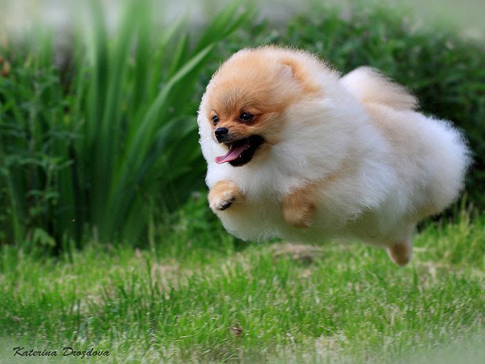 [Images] The Cutest & Fluffiest Pomeranian Boo Images