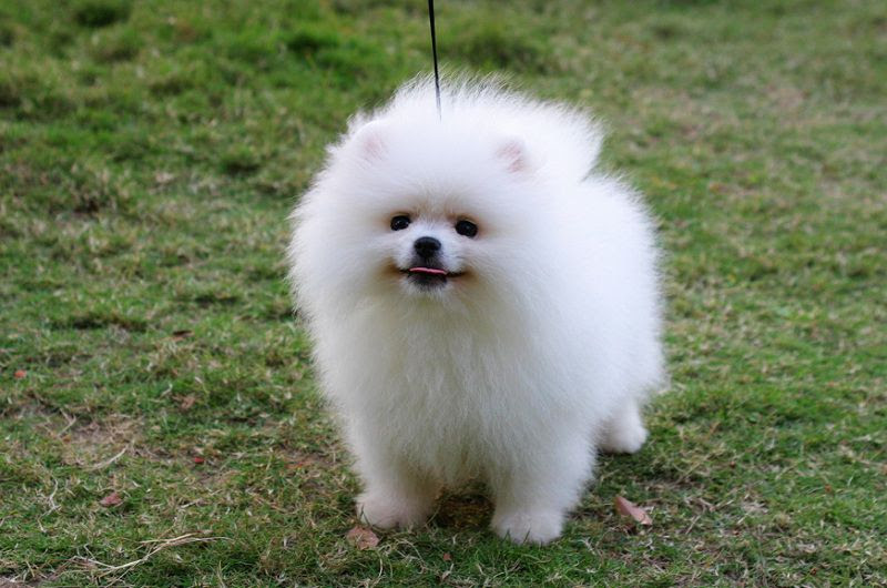 Pomeranian temperament & characteristics. Pomeranian infomation