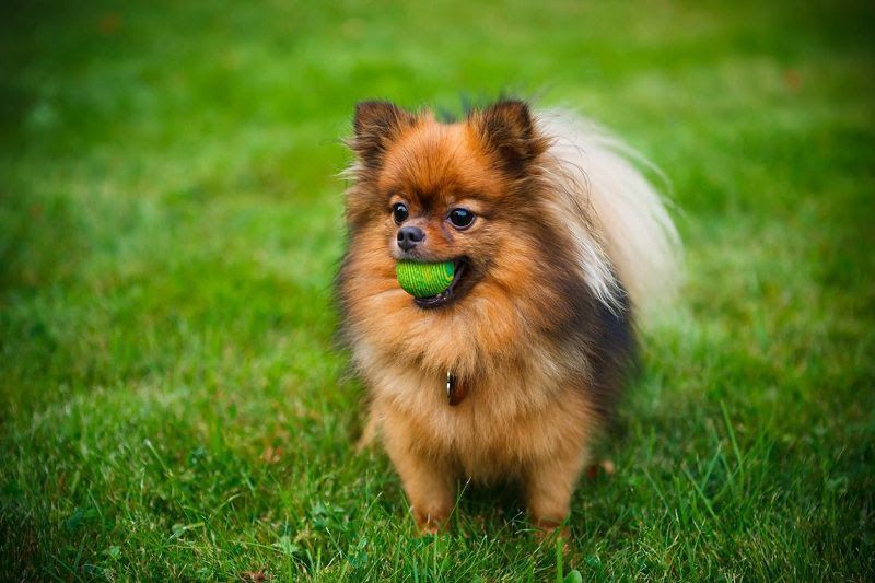 How to take care of a Pomeranian puppy? Pomeranian care guide