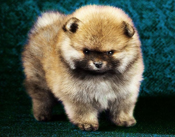 [Images] The Cutest & Fluffiest Pomeranian Boo Images