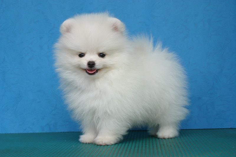 Pomeranian price range & cost. How much are pomeranian puppies?