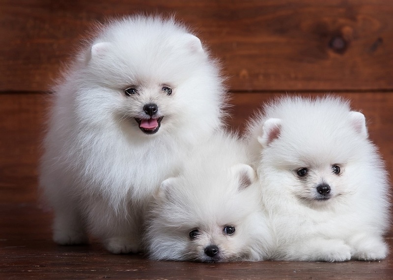 Pomeranian price range & cost. How much are pomeranian puppies?