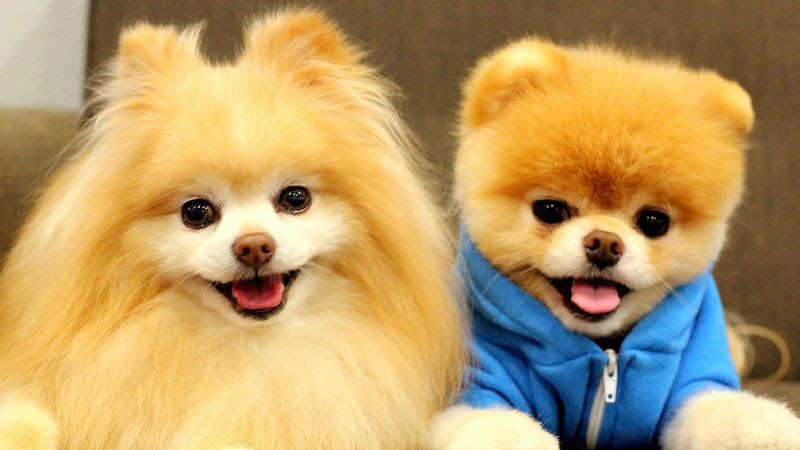 Pomeranian price range & cost. How much are pomeranian puppies?