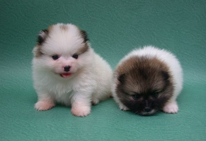 Pomeranian price range & cost. How much are pomeranian puppies?