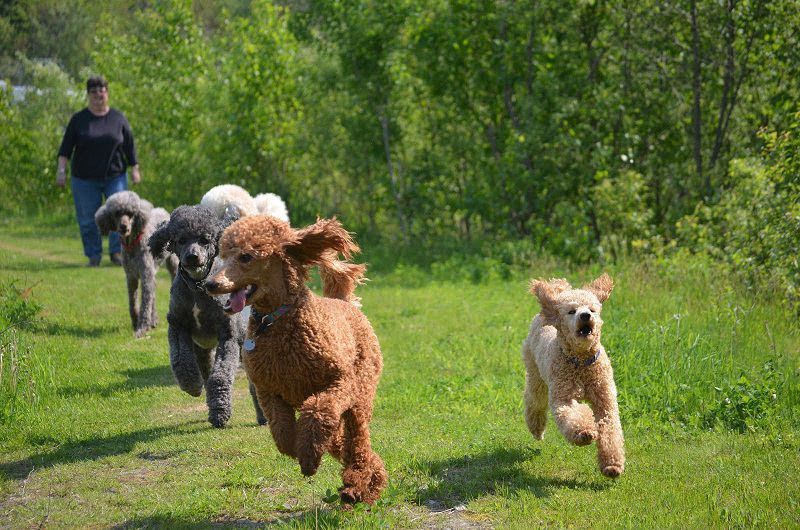 Hair care & Hygiene care for Poodles. How to take care of Poodle's coat?