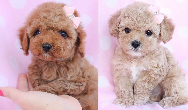 Teacup & Toy Poodle price range. Standard & Miniature Poodle price