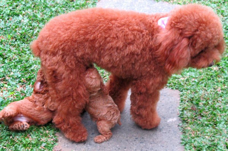 Teacup & Toy Poodle price range. Standard & Miniature Poodle price