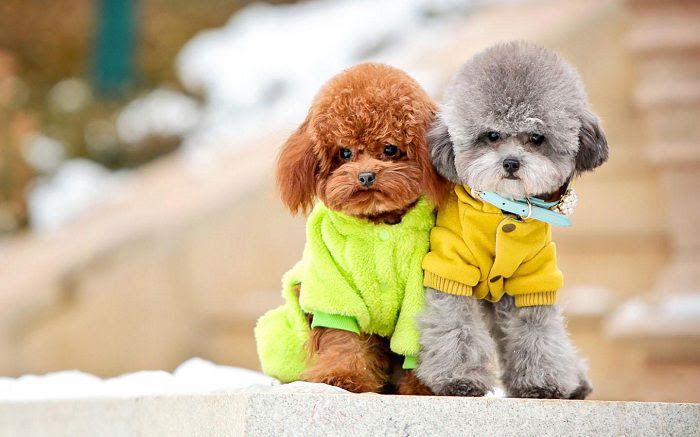 Teacup & Toy Poodle price range. Standard & Miniature Poodle price