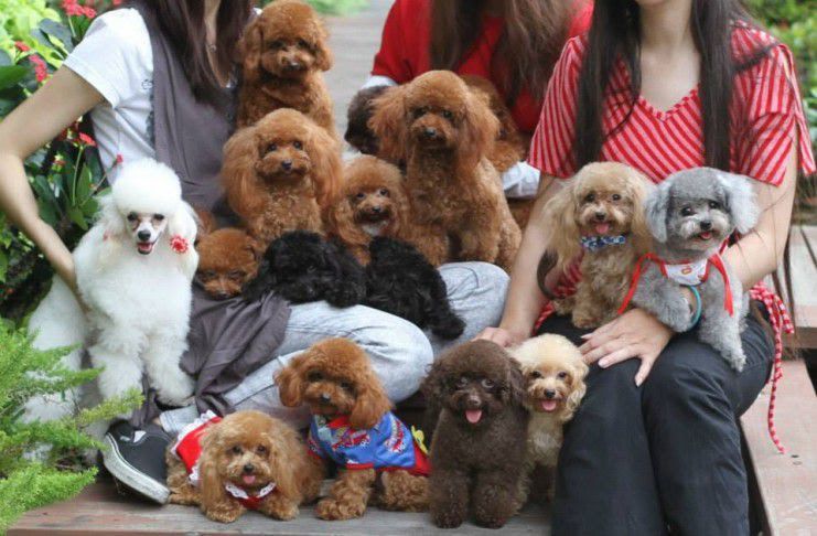 Teacup & Toy Poodle price range. Standard & Miniature Poodle price