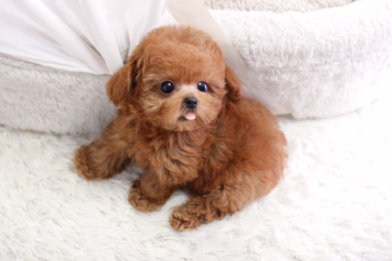 Teacup & toy Poodle price range. Mini & standard Poodle puppies price