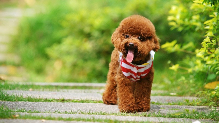 Poodle sizes & Poodle temperament. How to take care of the Poodle?