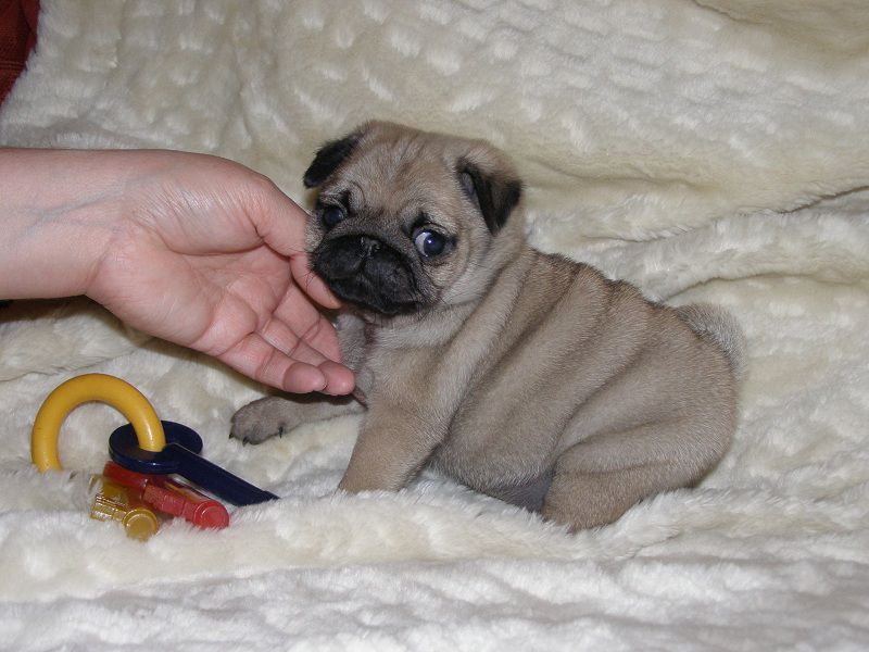 How to take care of a Pug puppy? Exercising, playing & Healthcare