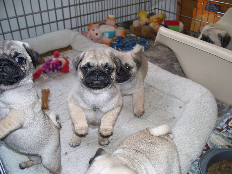 How to take care of a Pug puppy? Exercising, playing & Healthcare