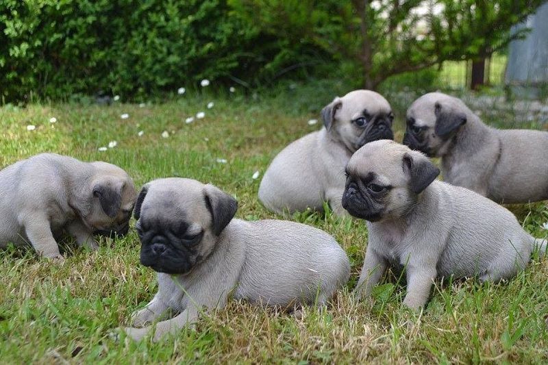 Pug dog price range & Annual Pug puppies cost. How much are Pug puppies?