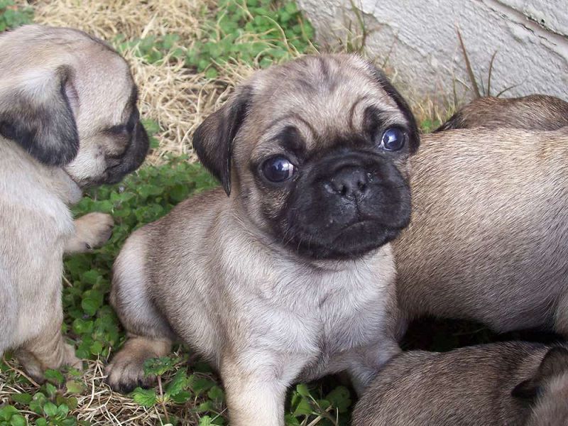 Pug dog price range & Annual Pug puppies cost. How much are Pug puppies?