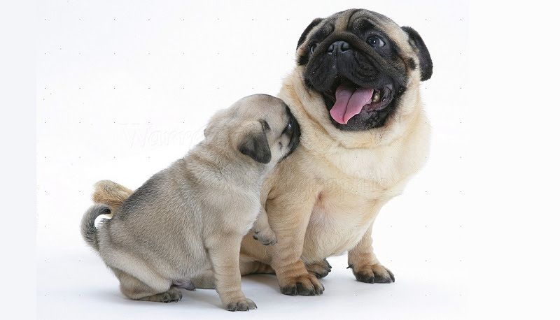 Pug dog price range & Annual Pug puppies cost. How much are Pug puppies?