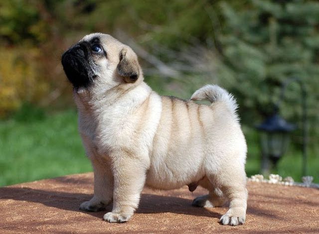 Pug dog price range & Annual Pug puppies cost. How much are Pug puppies?